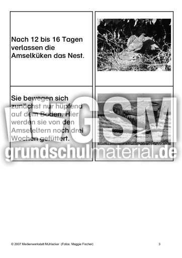 Aufzucht-der-Jungen-SW-3.pdf